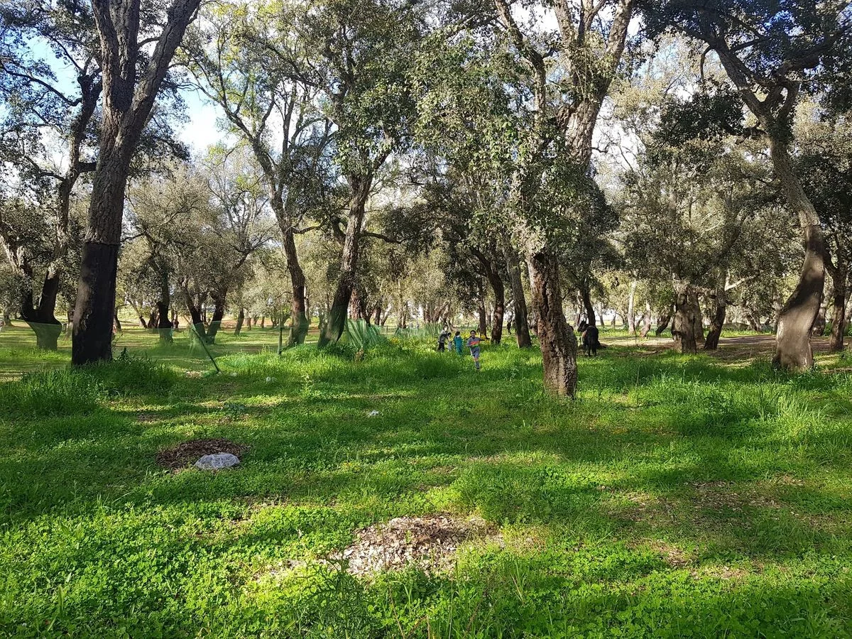 Urban Forest City Kenitra - photo 1